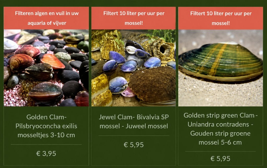 Diverse zoetwater mossels als zuivering, Dieren en Toebehoren, Slak of Weekdier, Zoetwatervis, Schoolvis