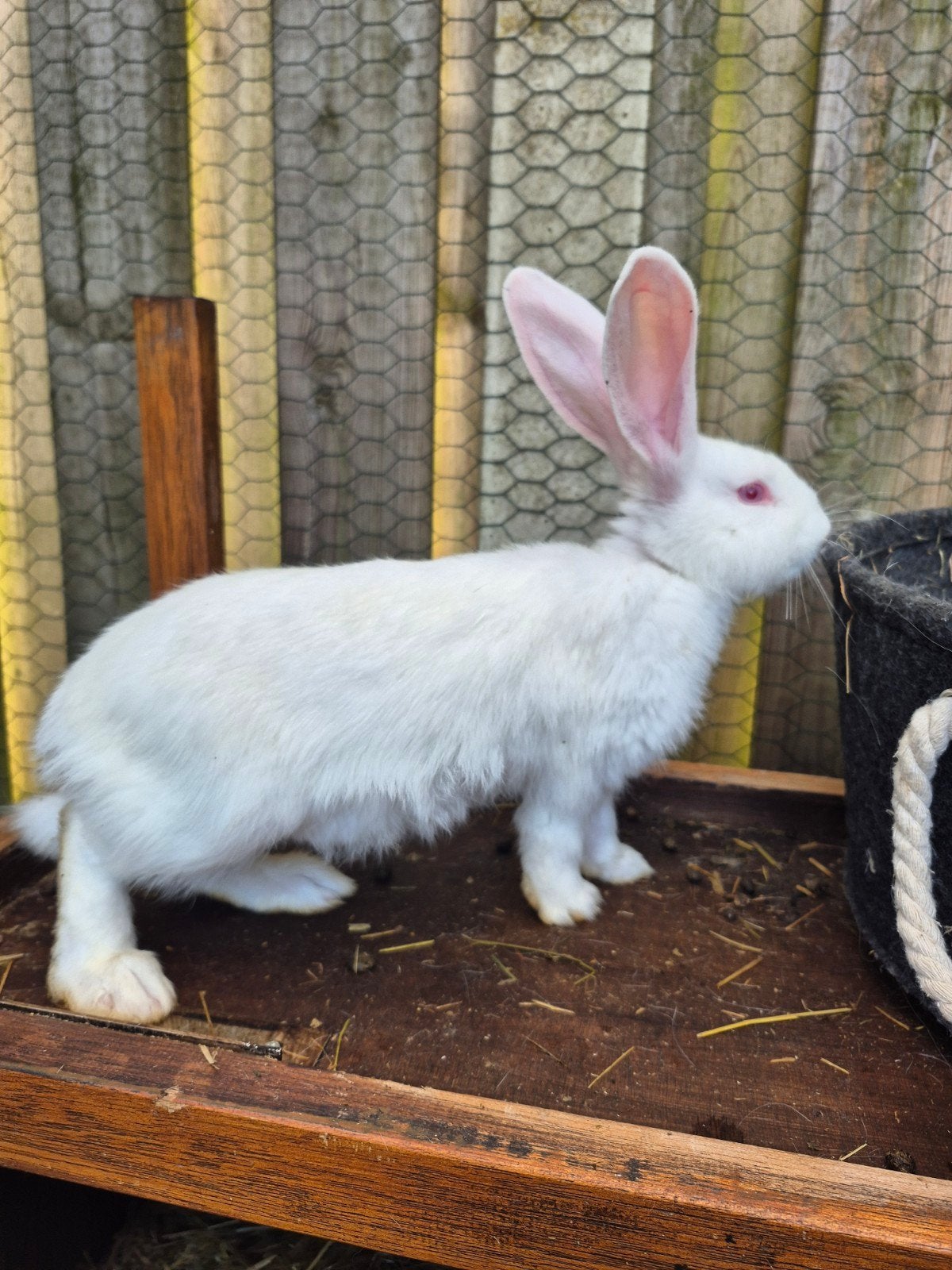 Duitse reusjes 15 aug., Dieren en Toebehoren, Meerdere dieren, Groot, 0 tot 2 jaar