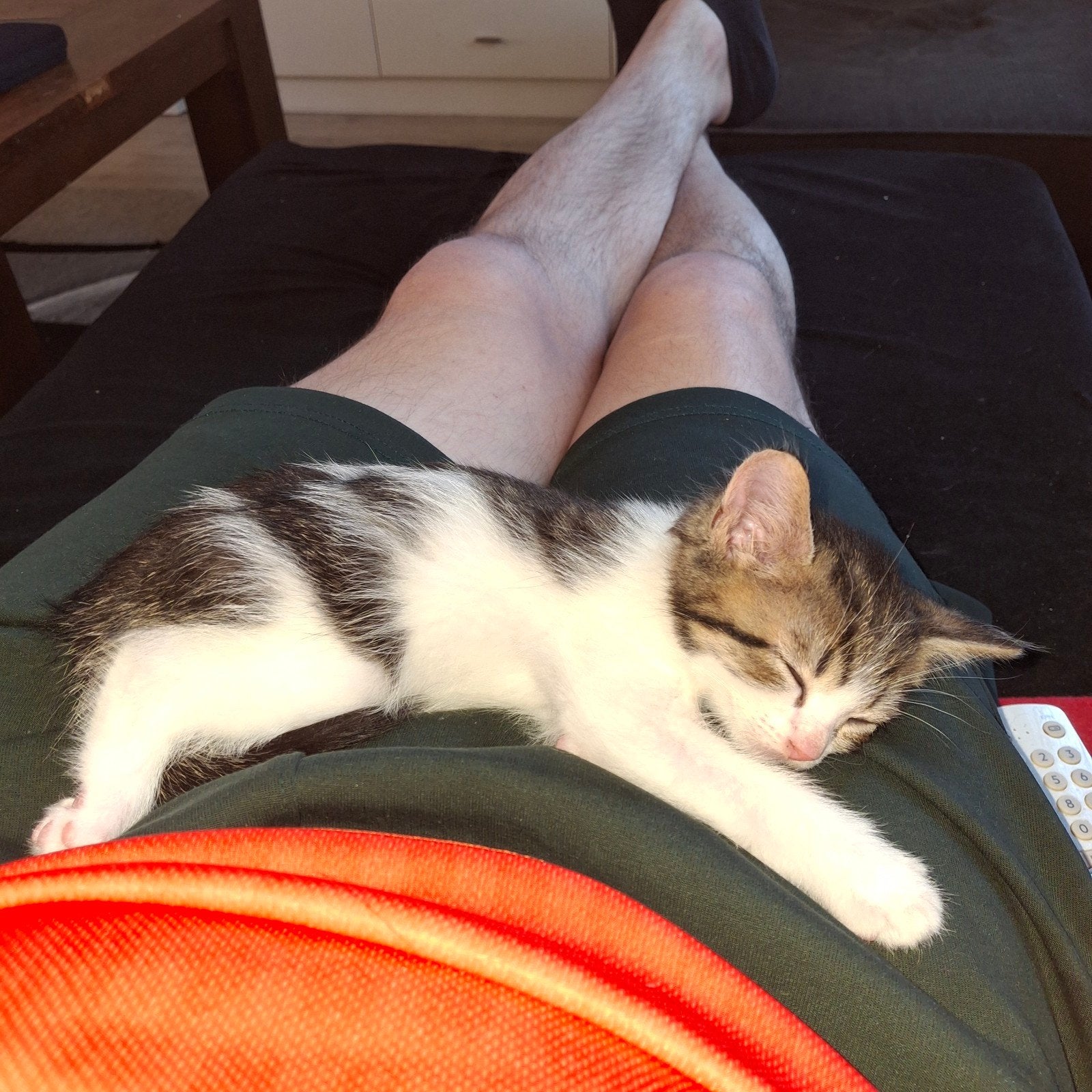 2 katers en 2 poesjes