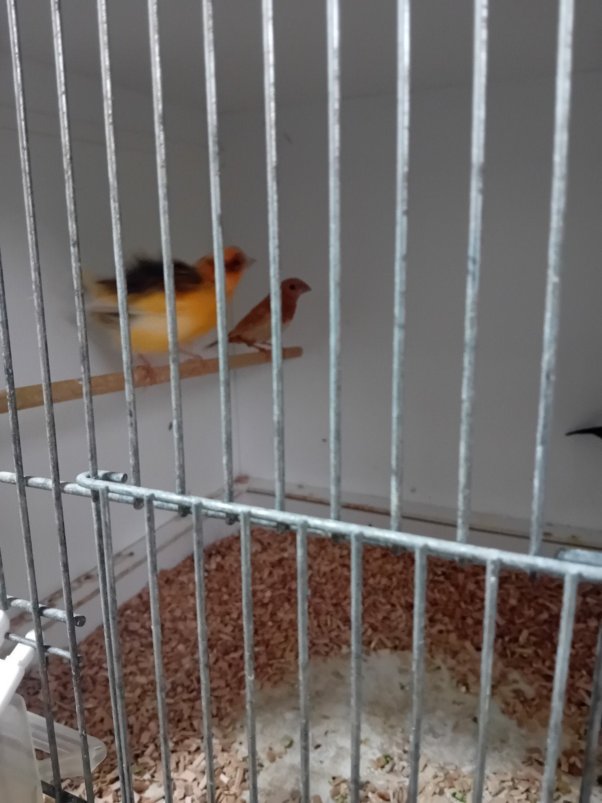 bonte kanarie man 10 euro, Dieren en Toebehoren