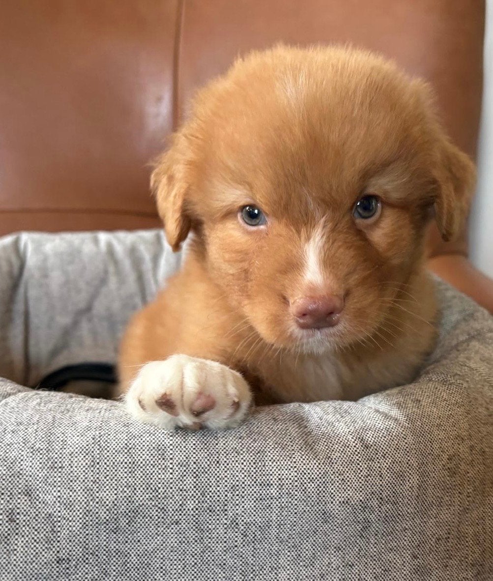 Nova scotia duck tolling retriever pups FCI, Overige rassen, CDV (hondenziekte), 8 tot 15 weken, Meerdere