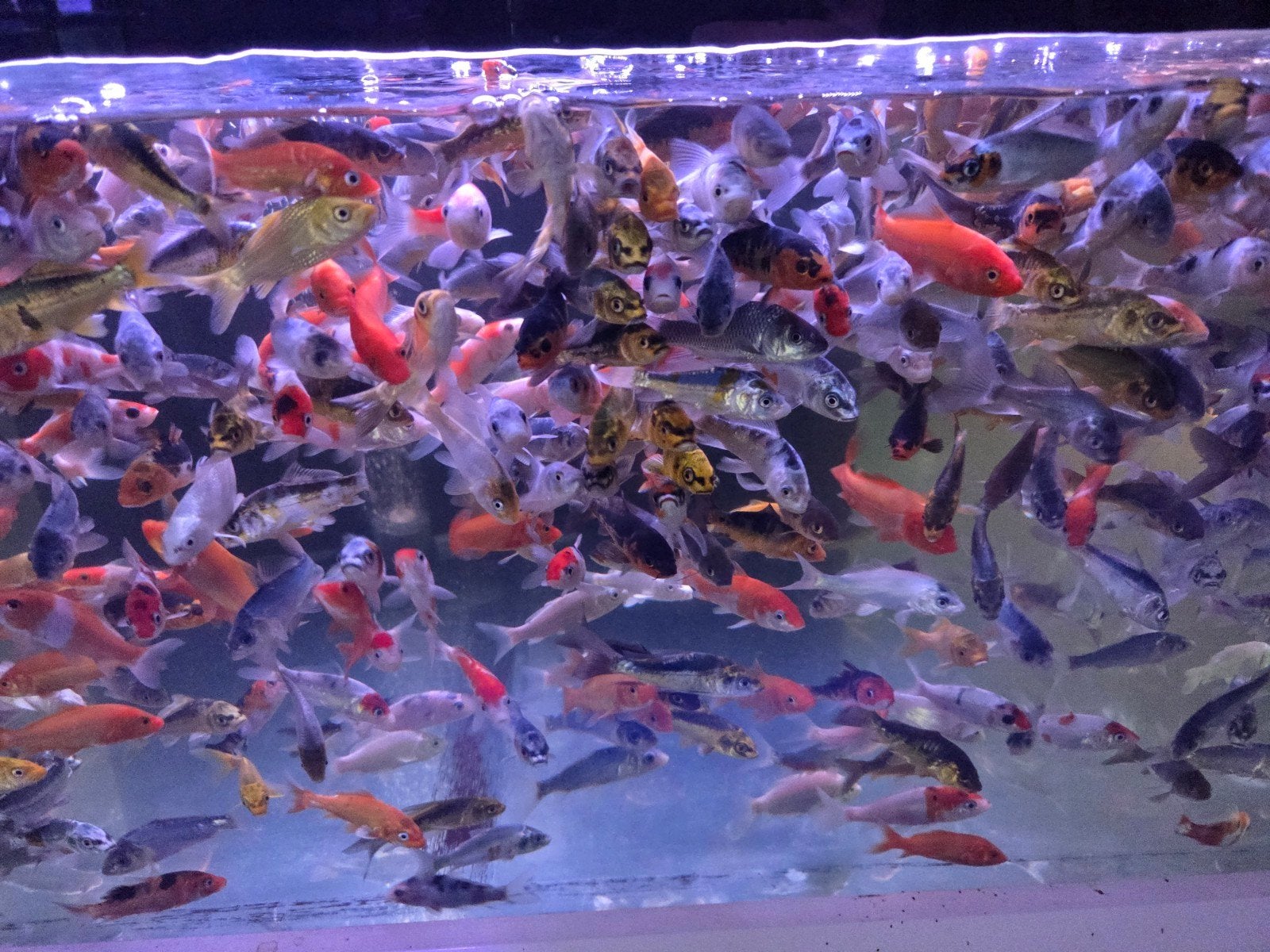 Mooie Koi mix 8 - 10 cm / Koidreams Viskwekerij, Karper of Koi
