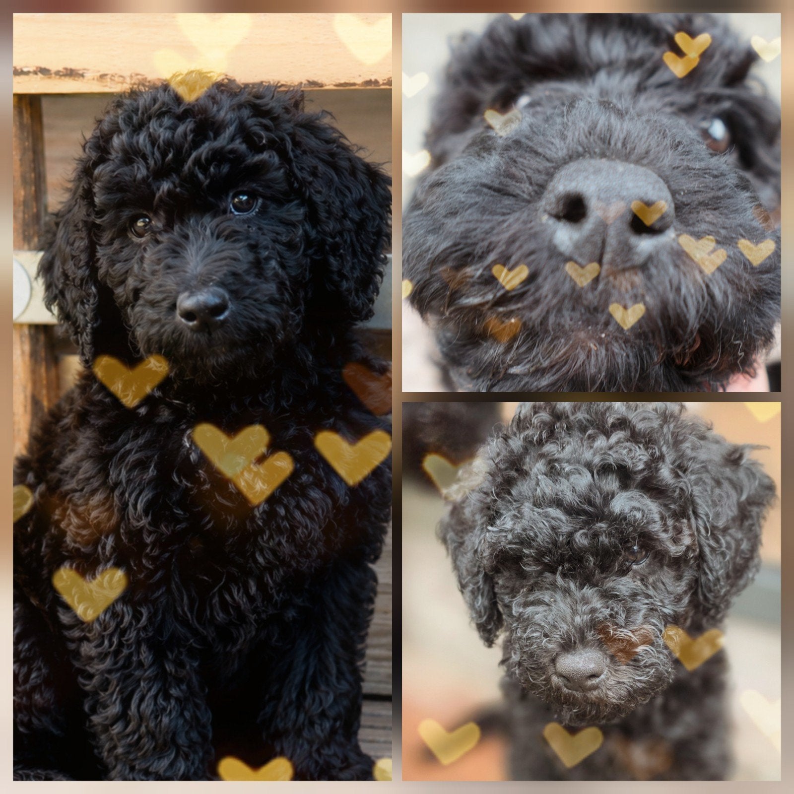 Labradoodle pups, Overige rassen, 8 tot 15 weken, Meerdere dieren, Eén hond