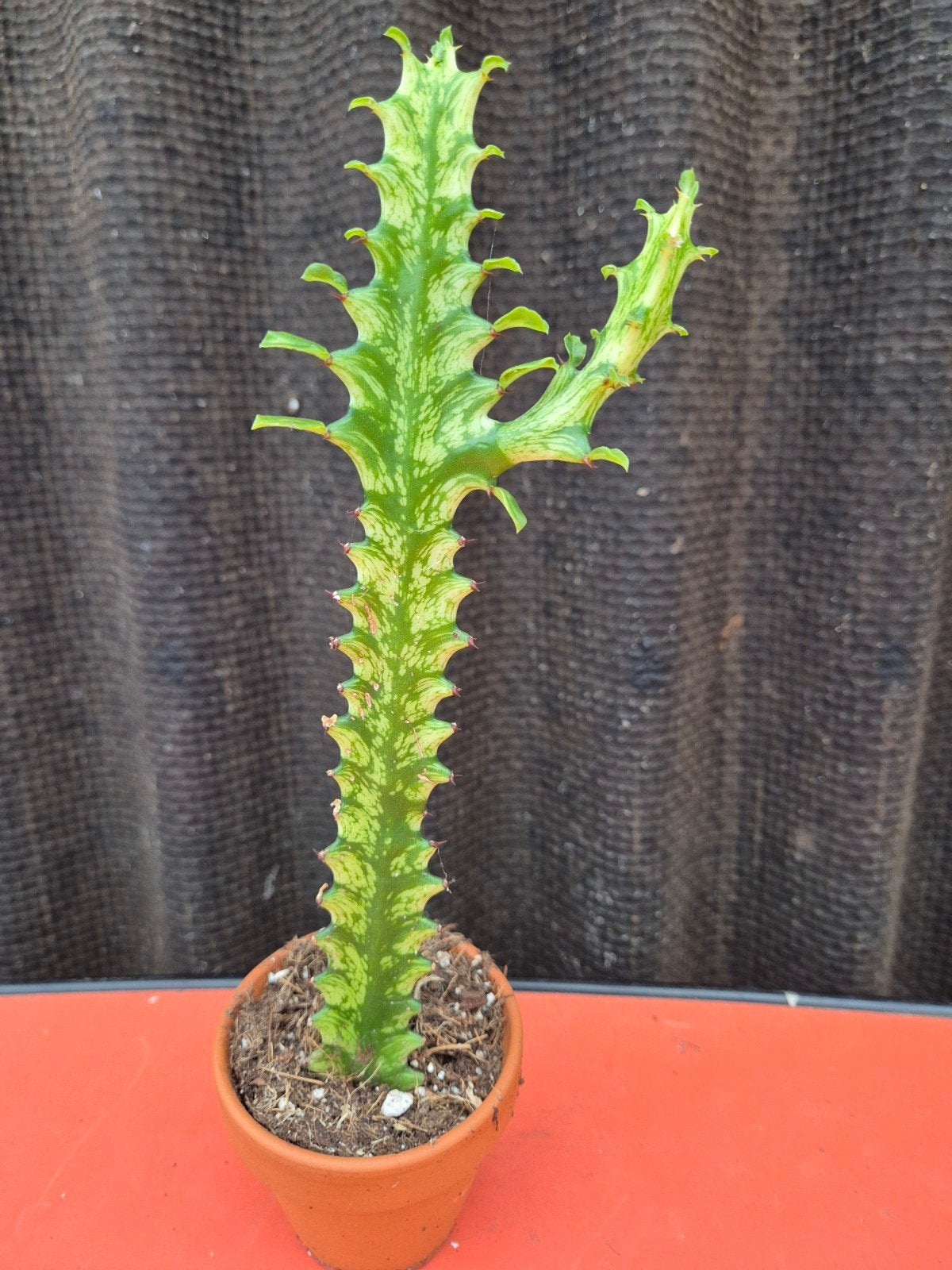 Euphorbia Lactea Variegata p8 (1), Ophalen of Verzenden, Halfschaduw, Minder dan 100 cm