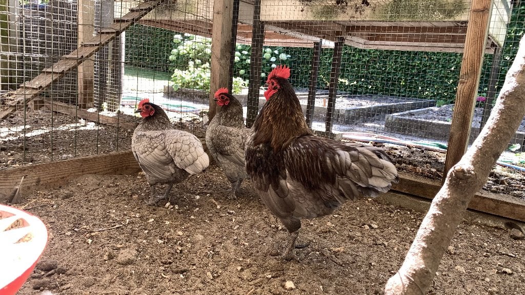 Toompje Australorp kippen, Dieren en Toebehoren, Pluimvee, Meerdere dieren, Kip