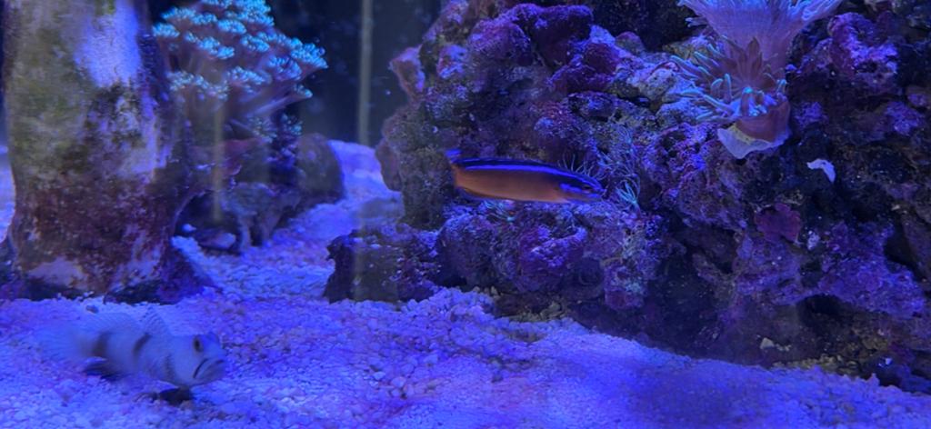 Pseudochromis Aldabrensis

2x, Dieren en Toebehoren, Vissen | Aquariumvissen, Vis