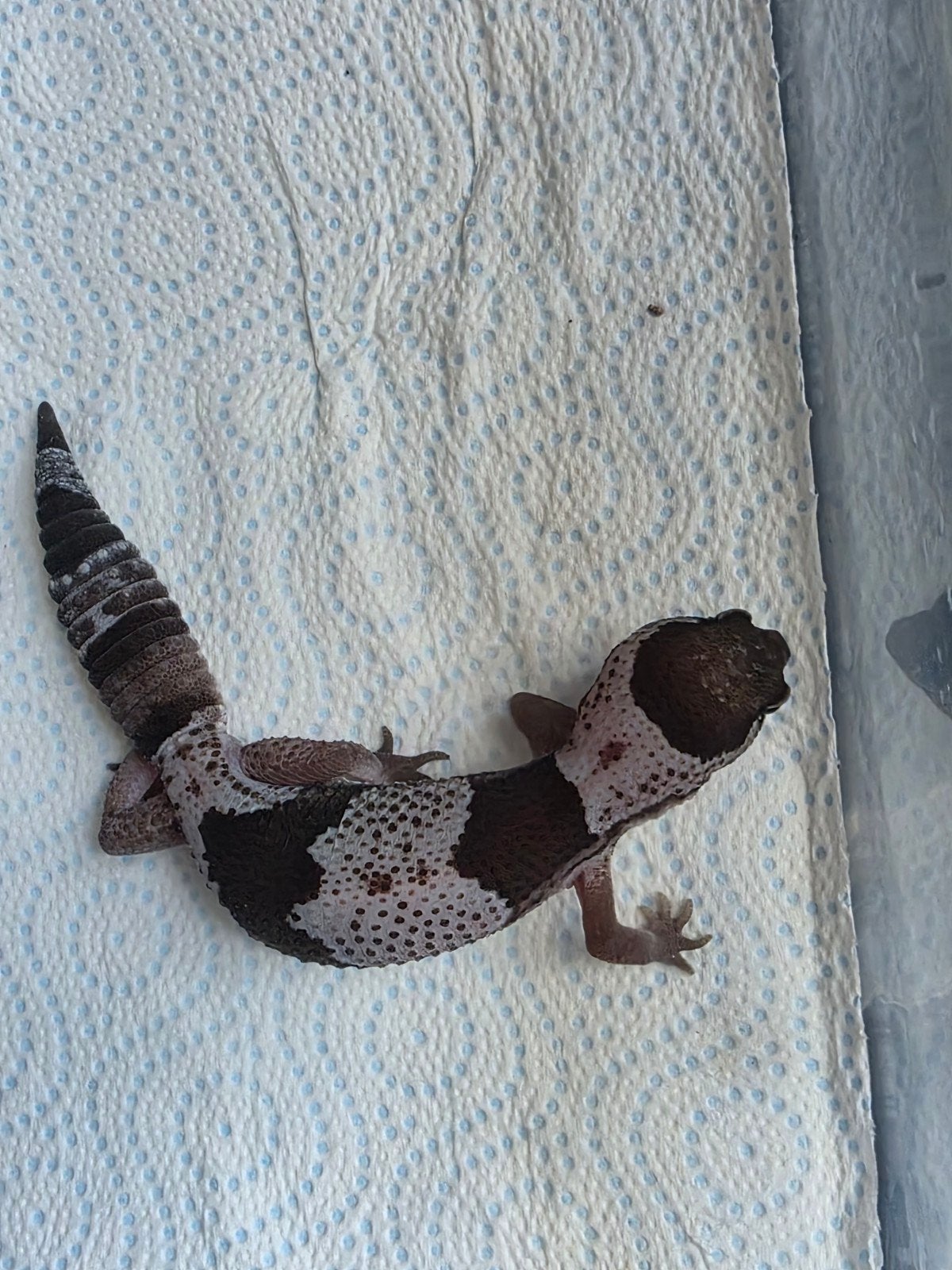 afrikaanse vetstaart gekko, Dieren en Toebehoren, Hagedis, Tam, 0 tot 2 jaar