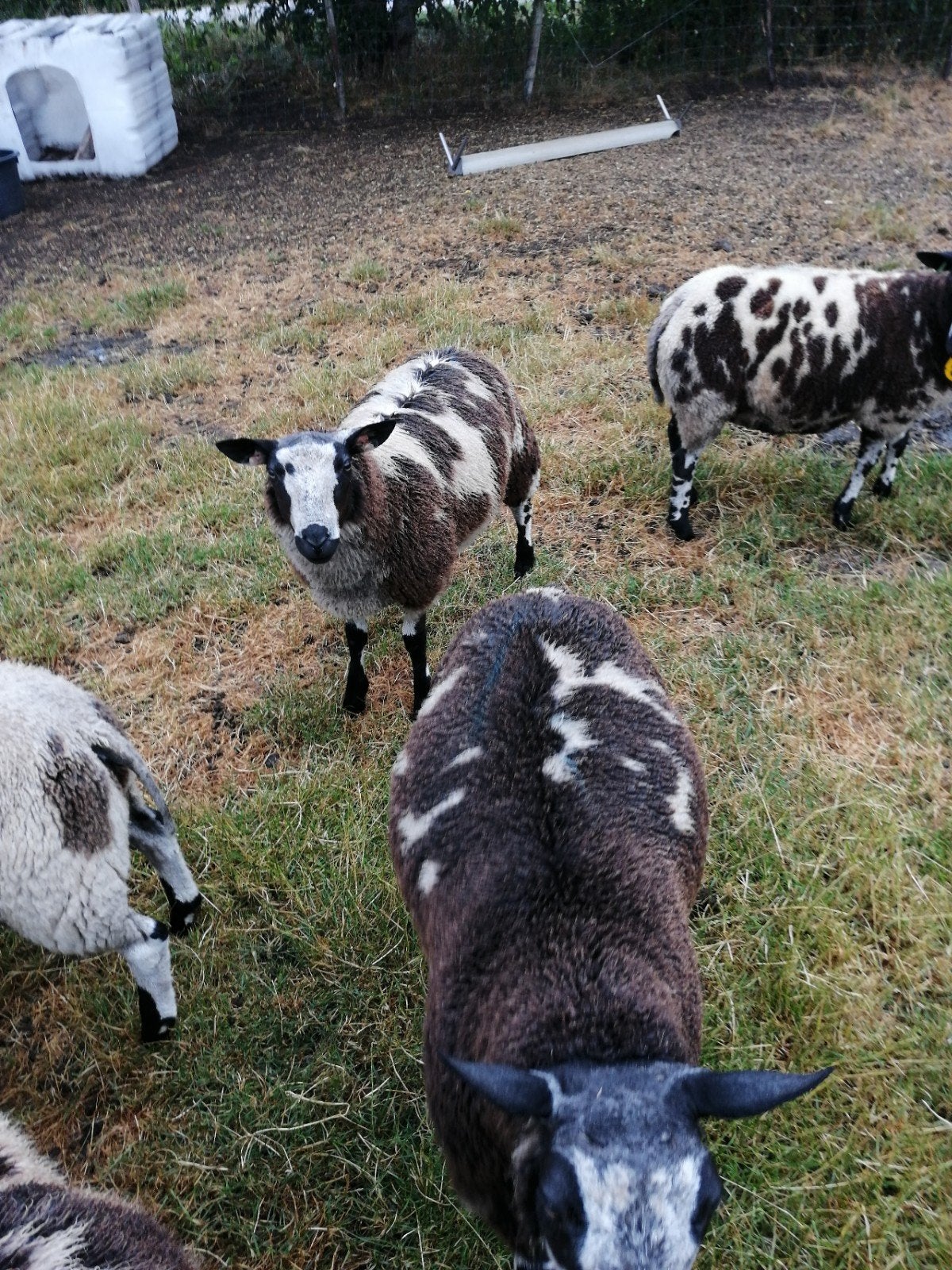 bonte dekrammen., Dieren en Toebehoren, Schapen, Geiten en Varkens, Schaap, Mannelijk
