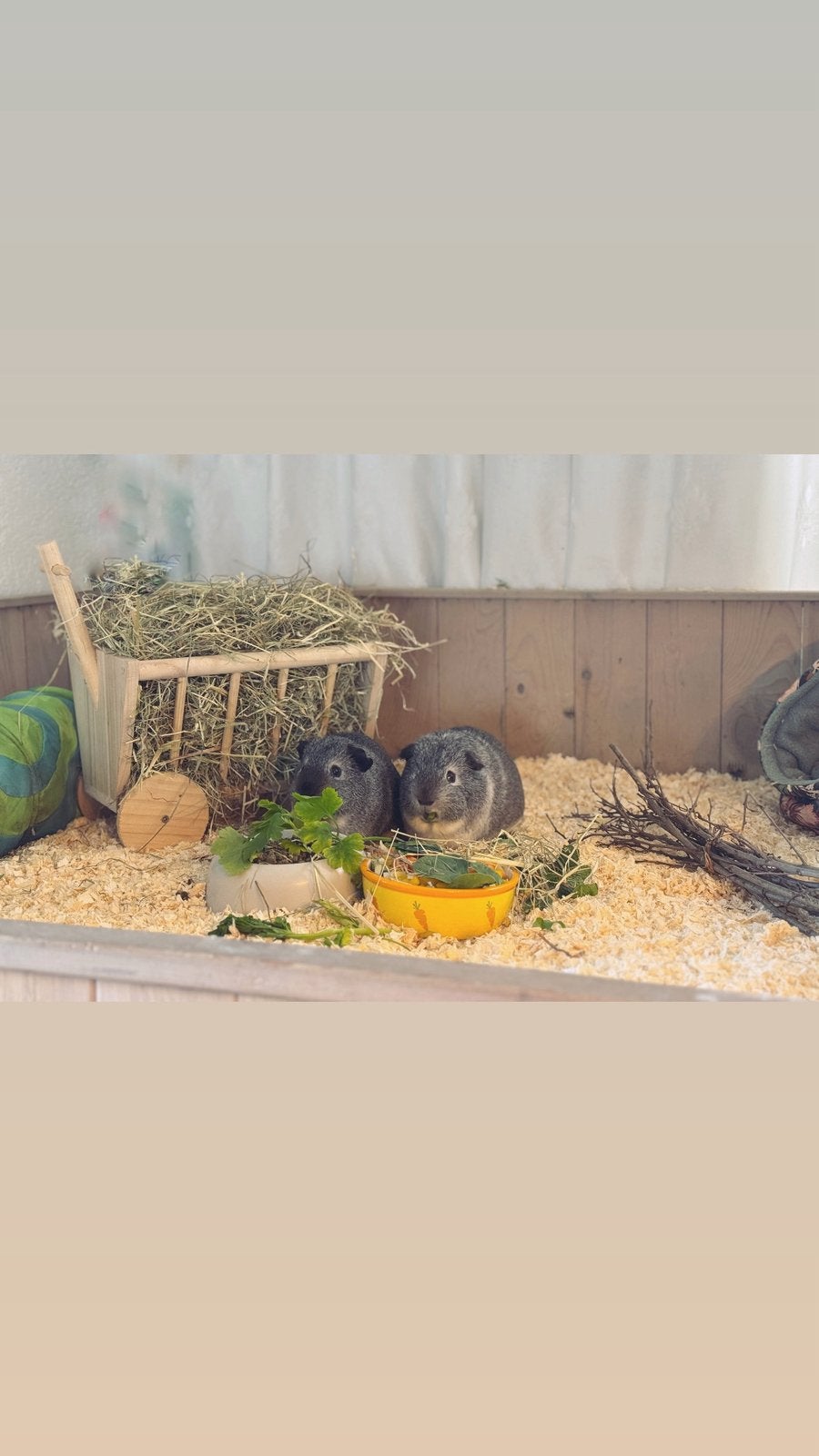Caviaverblijf - Laatste kans - ophalen voor 22 juli!, Dieren en Toebehoren, Overige typen, Cavia, Ophalen, Minder dan 60 cm