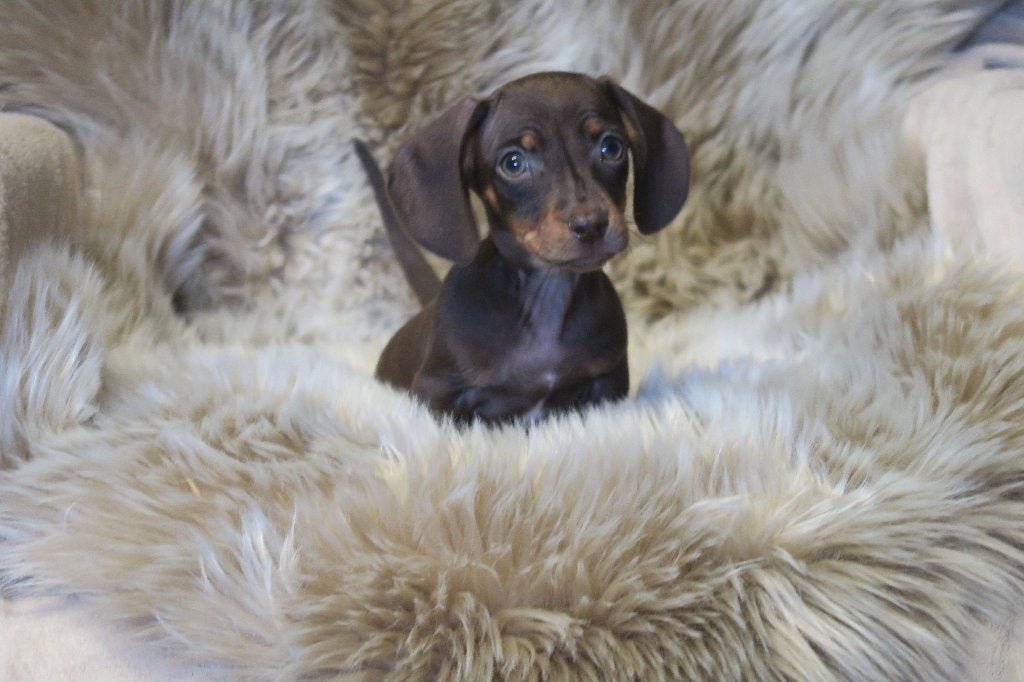 Choco Bruine Korthaar dwerg Teckel pups, Dieren en Toebehoren, Honden | Teckels en Dashonden, Parvo, Nederland, Reu, 8 tot 15 weken