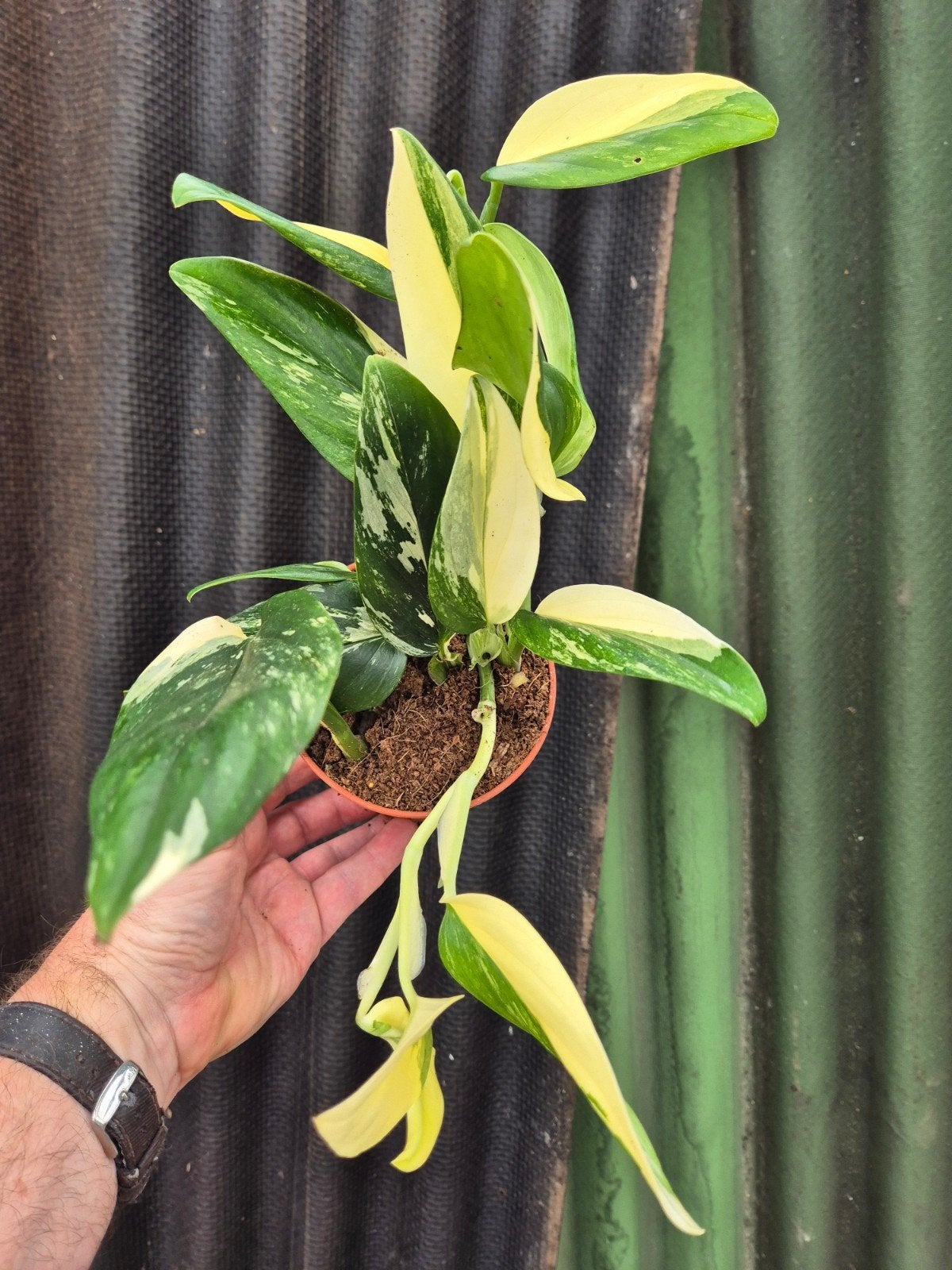 Monstera Standleyana Variegata p12 (E)