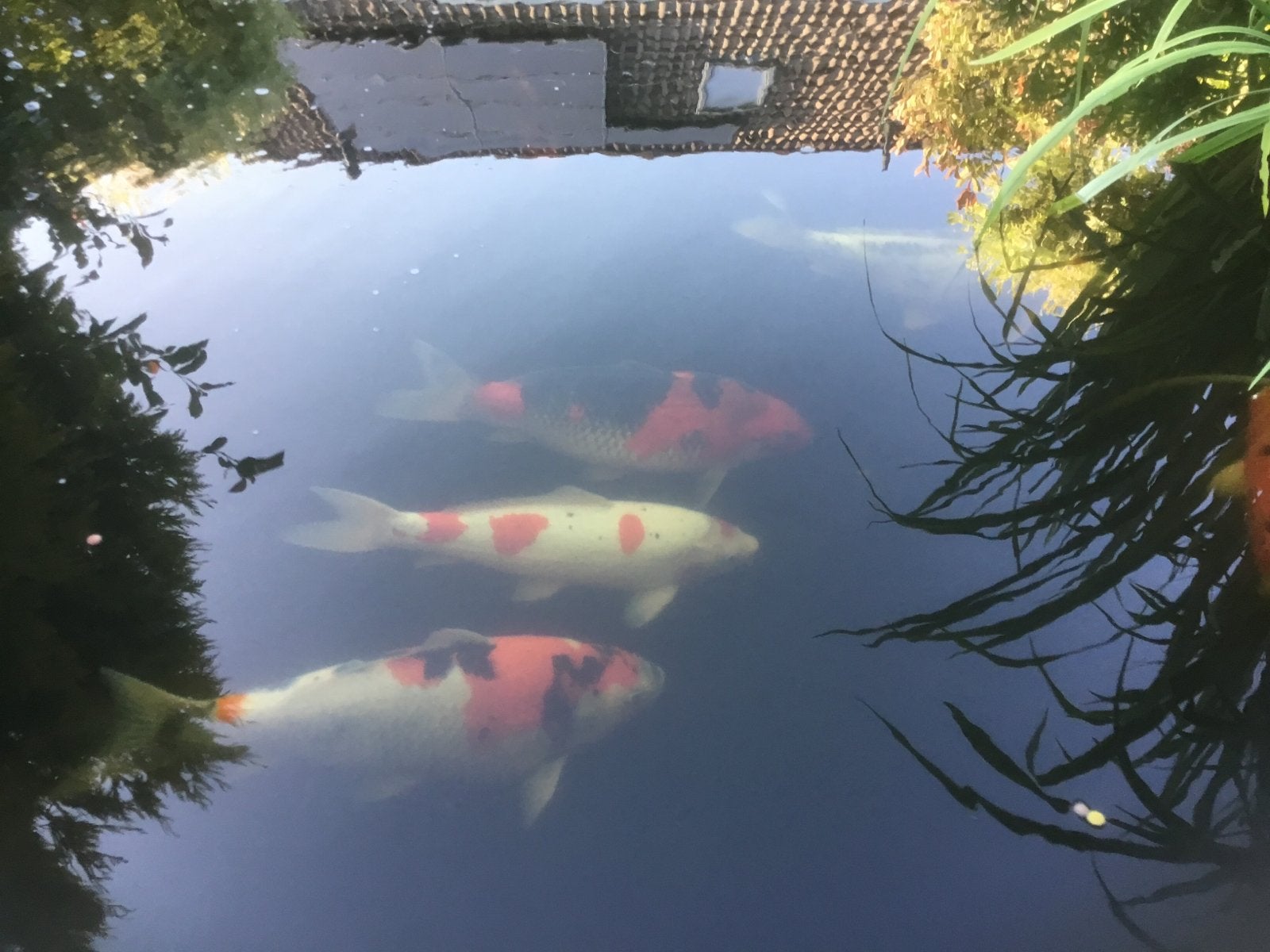 Mooie gezonde wit met rode stippen 50cm 4 jaar, Dieren en Toebehoren, Vissen | Vijvervissen, Karper of Koi