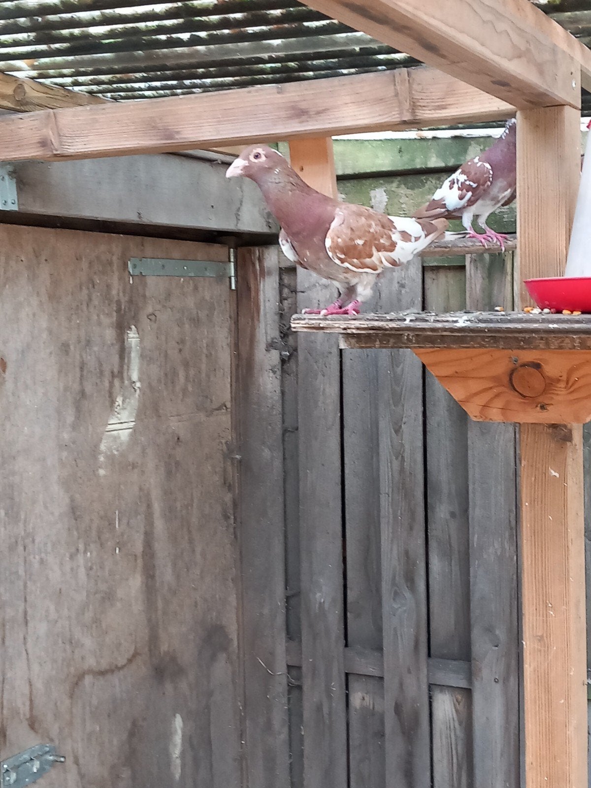 Choco postduif doffer, Dieren en Toebehoren, Vogels | Duiven, Mannelijk, Postduif