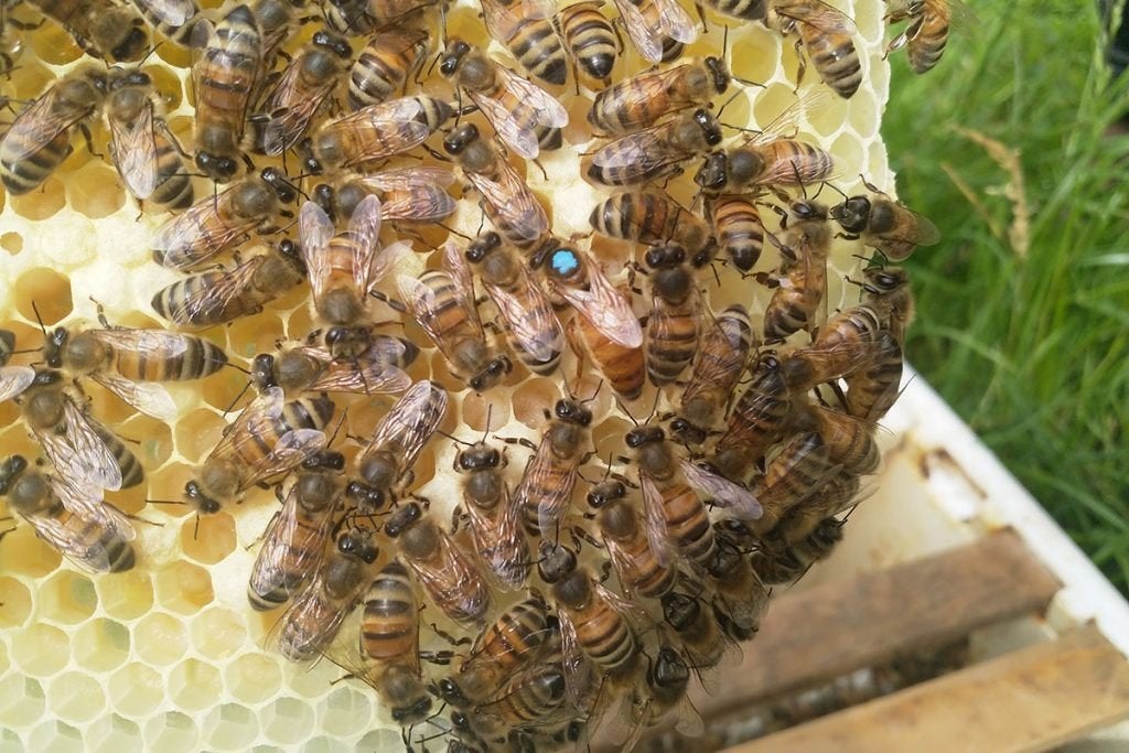 Buckfast F1 Standbevruchte koninginnen, Dieren en Toebehoren, Insecten en Spinnen, Bijen