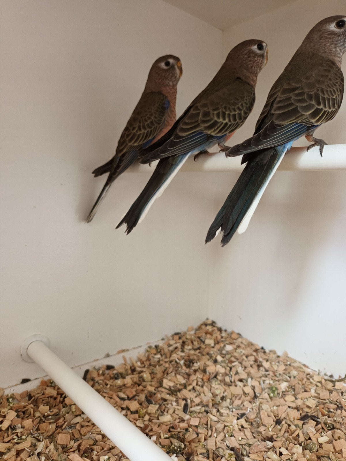 Bourks parkieten, Meerdere dieren, Geringd
