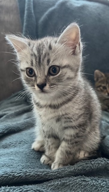 Kittens Britse Korthaar, Meerdere dieren, Ontwormd, 0 tot 2 jaar
