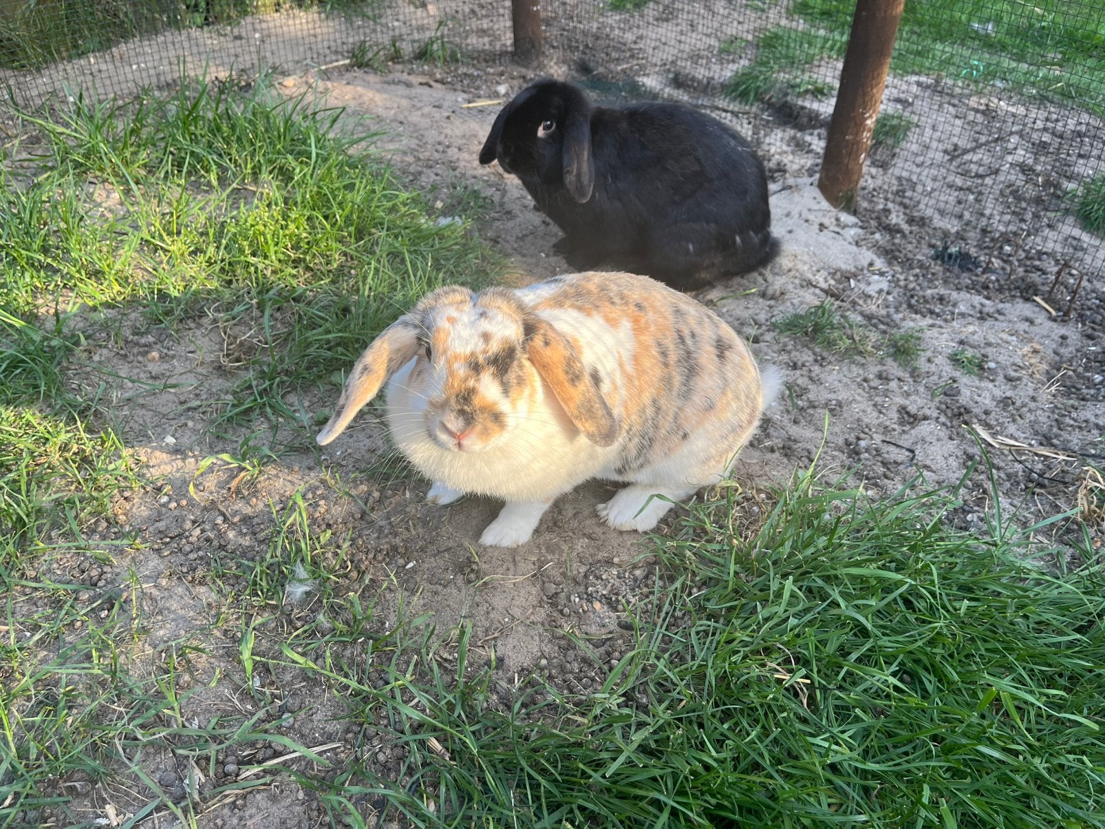 Konijnen, Dieren en Toebehoren, Pluimvee, Meerdere dieren, Eend