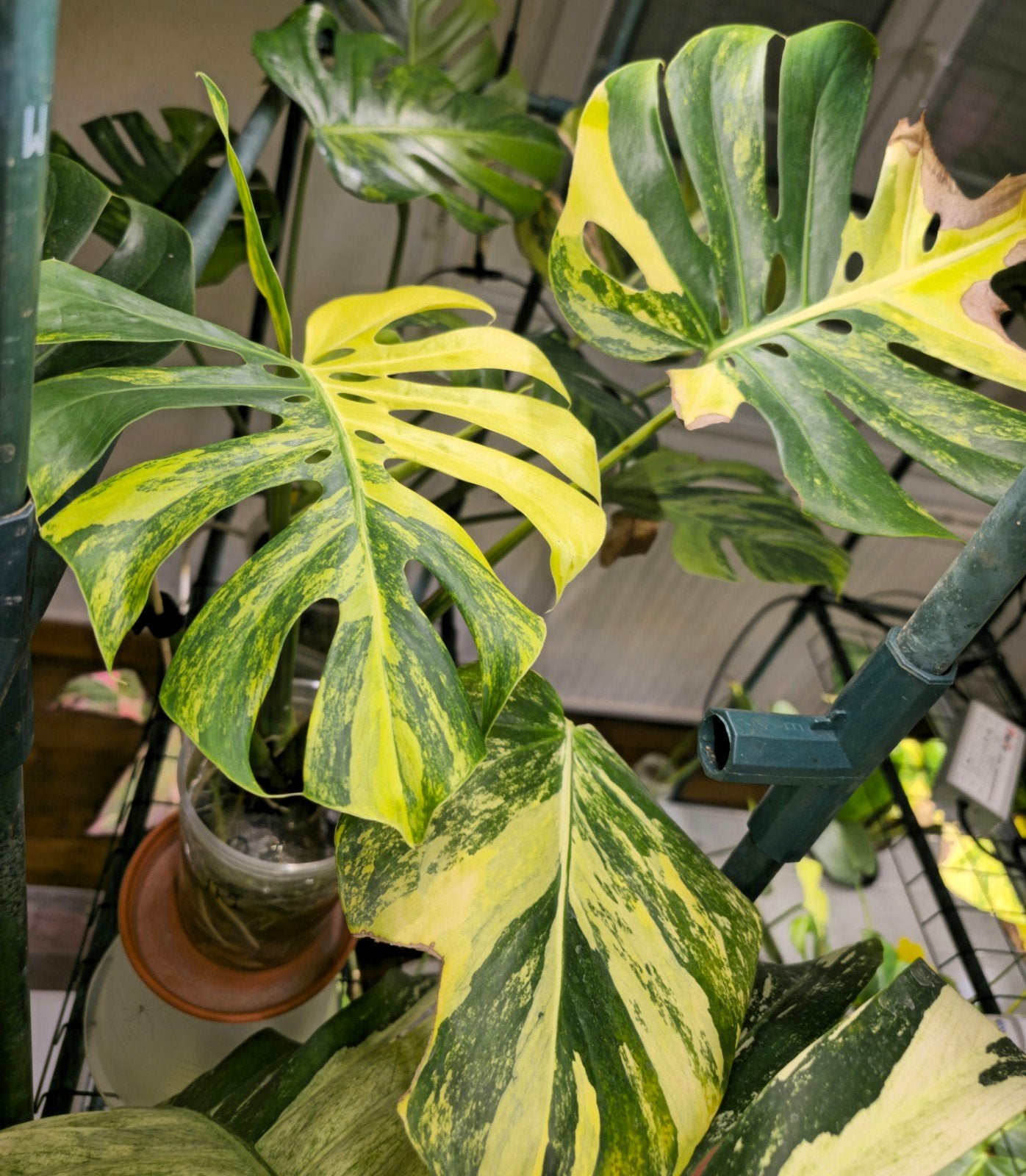 Monstera compacta variegata, Ophalen of Verzenden, Halfschaduw, Minder dan 100 cm