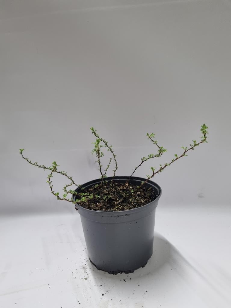 Ganzerik te koop, Ophalen, Overige soorten, Struik, Minder dan 100 cm
