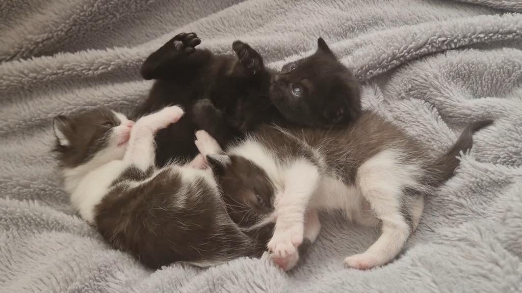3 speelse kittens beschikbaar (4 weken oud), Dieren en Toebehoren, Katten en Kittens | Raskatten | Korthaar, Meerdere dieren, 0 tot 2 jaar