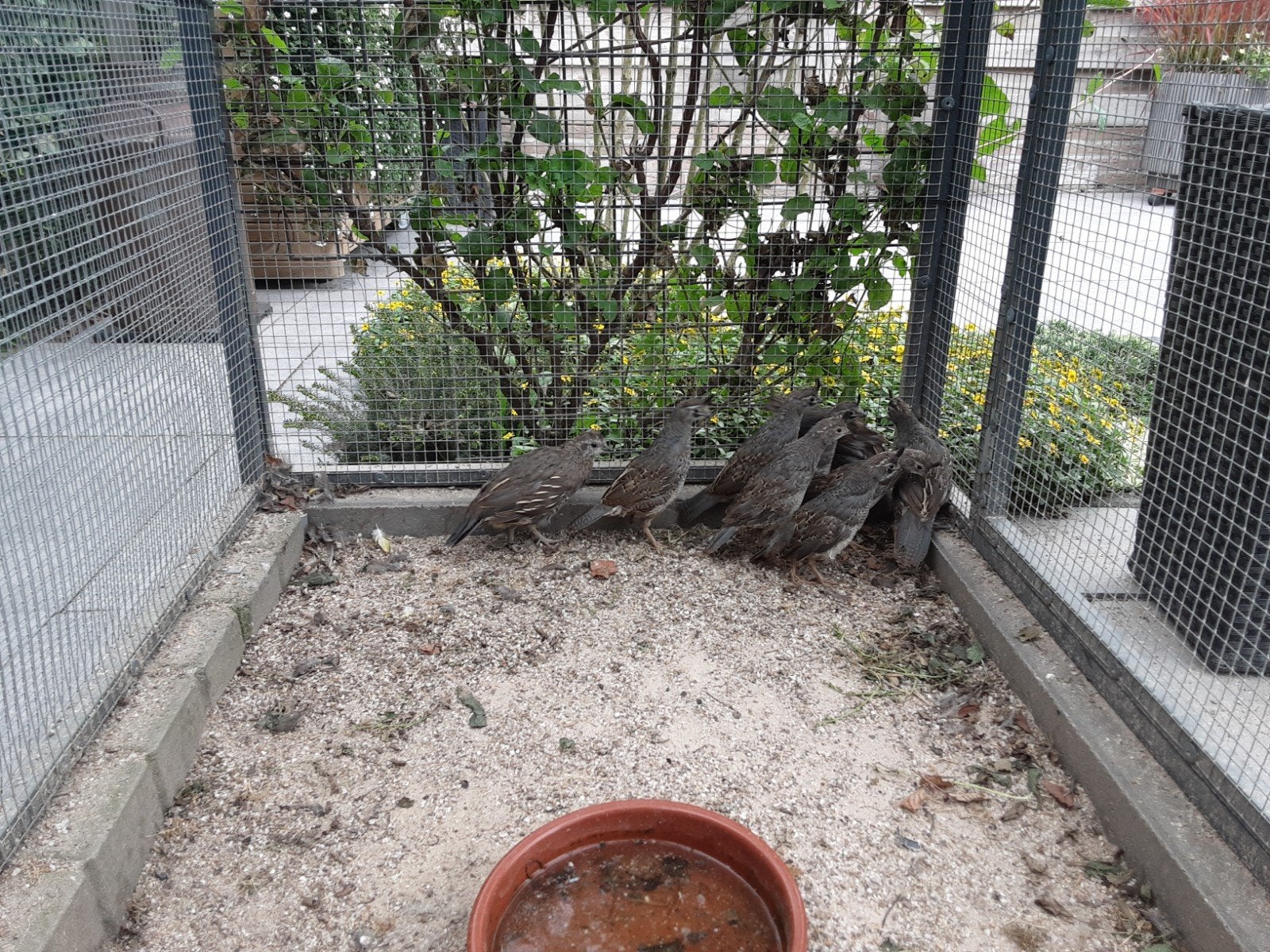 Jonge natuurbroed Californische kuifkwartels., Dieren en Toebehoren, Meerdere dieren, Overige soorten
