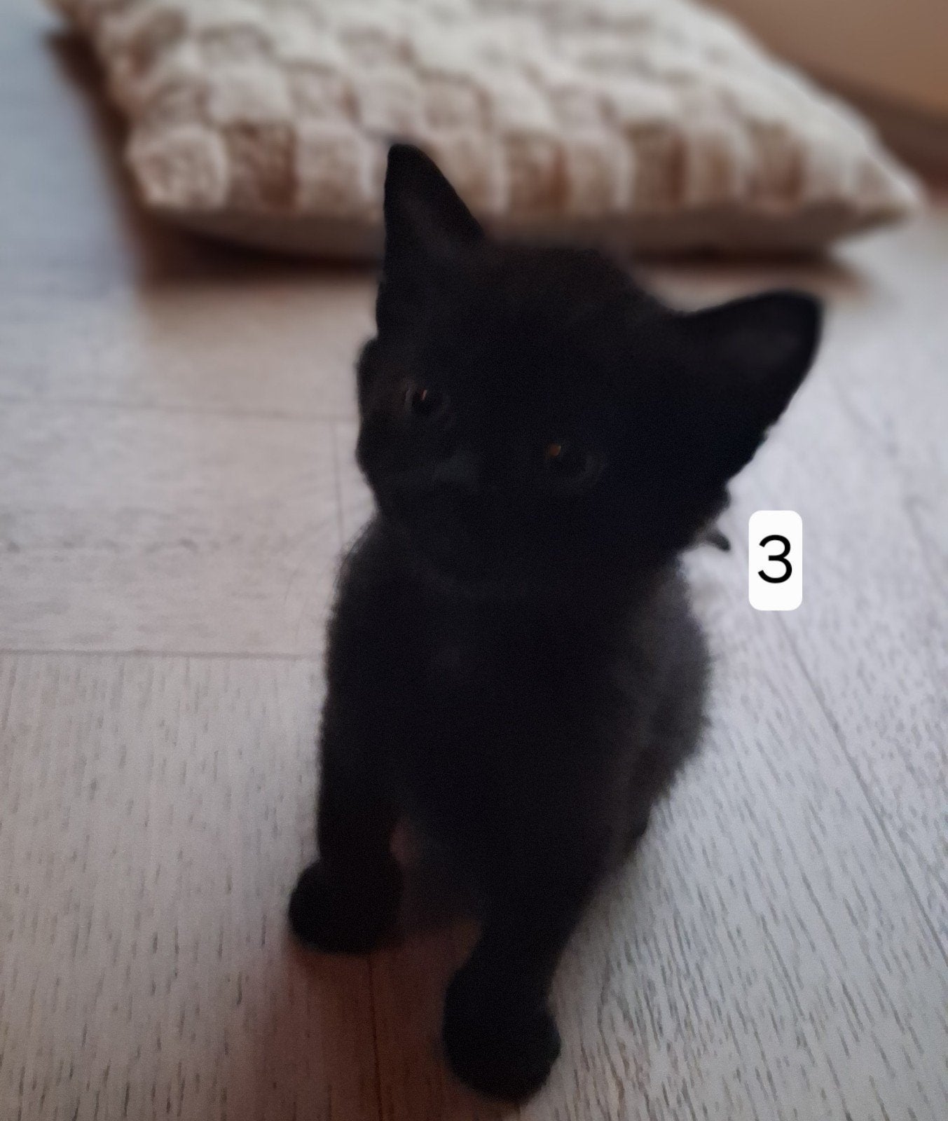 Boerderijkittens, Dieren en Toebehoren, 0 tot 2 jaar