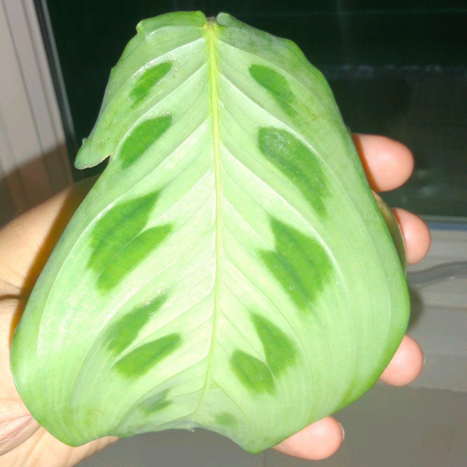 Maranta stekjes, Overige soorten, Minder dan 100 cm, Groene kamerplant, Halfschaduw