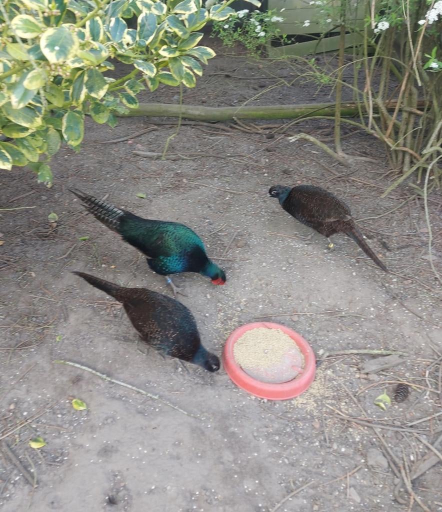 Broedeieren fazanten te koop, Geslacht onbekend, Kip