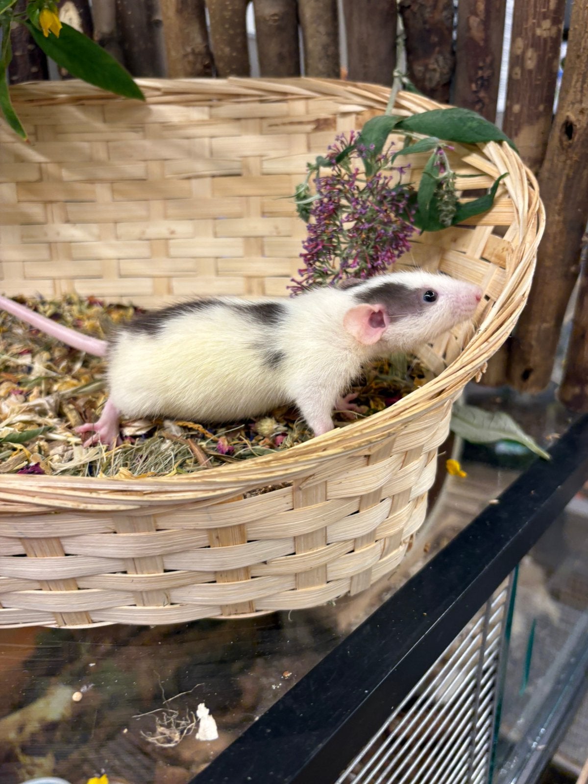 Jonge sociale, tamme ratten ( man , dumbo, van de fokker), Dieren en Toebehoren, Knaagdieren, Rat, Mannelijk, Mei, Tam