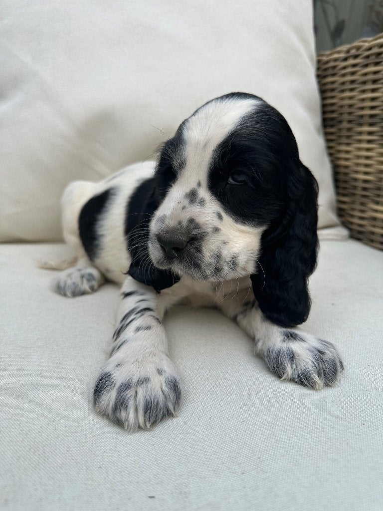 Engelse Cocker Spaniël – blue roan Reu, Dieren en Toebehoren, Honden | Retrievers, Spaniëls en Waterhonden, België, Fokker | Hobbymatig