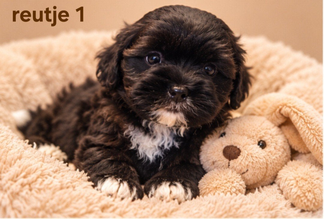 Super mooie gezonde boomer pups. maltezer maal shih tzu, Overige rassen, 8 tot 15 weken, CDV (hondenziekte), Meerdere
