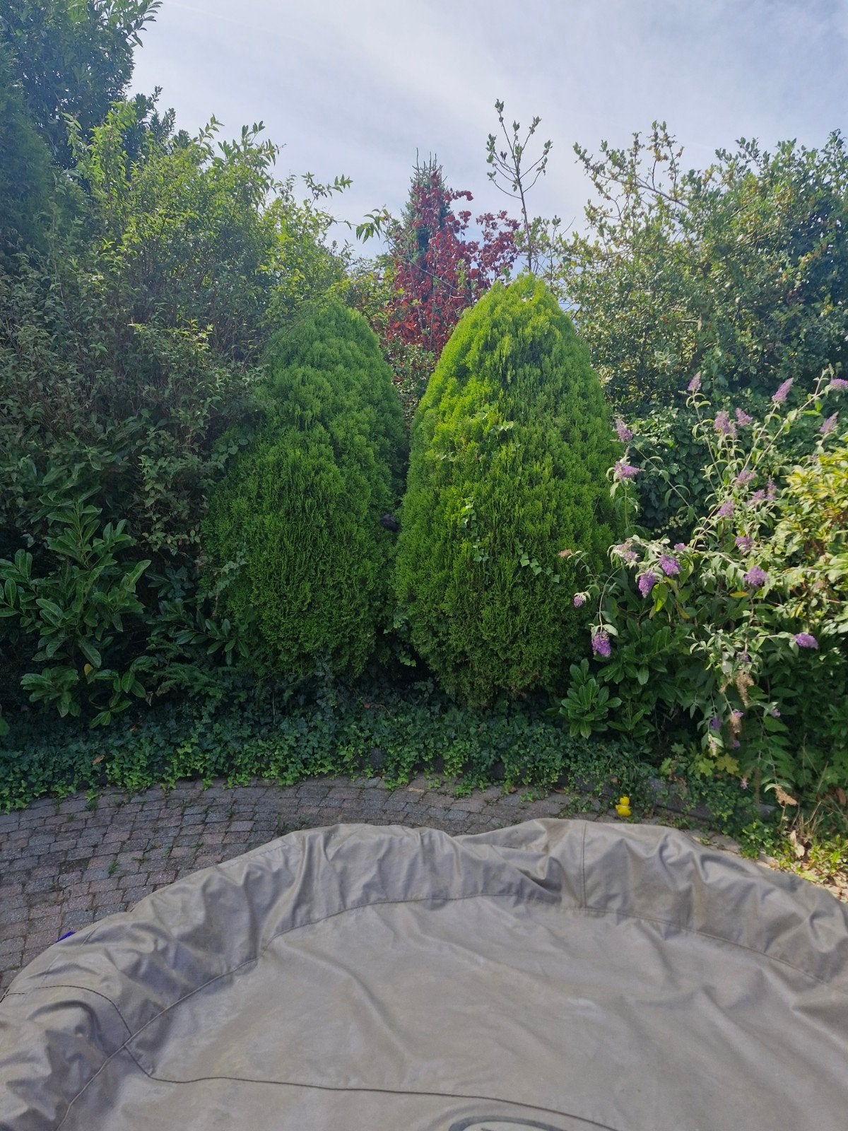 Struiken, planten en hagen in verschillende groottes, Tuin en Terras, Ophalen, Conifeer, Struik, 250 cm of meer