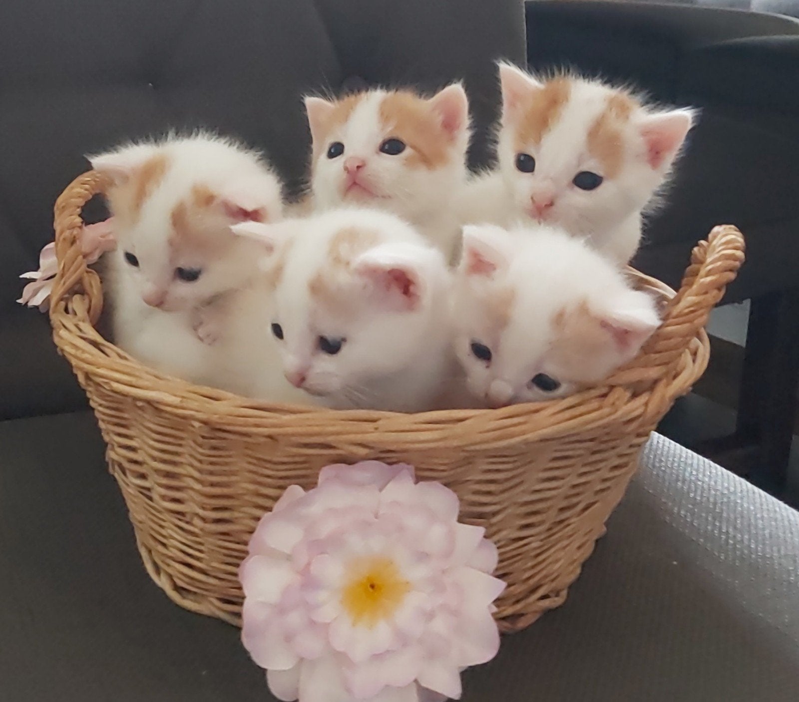 jonge tamme poesjes boederijkittens wit/rood, Dieren en Toebehoren, Katten en Kittens | Overige Katten, Poes, Kortharig, 0 tot 2 jaar