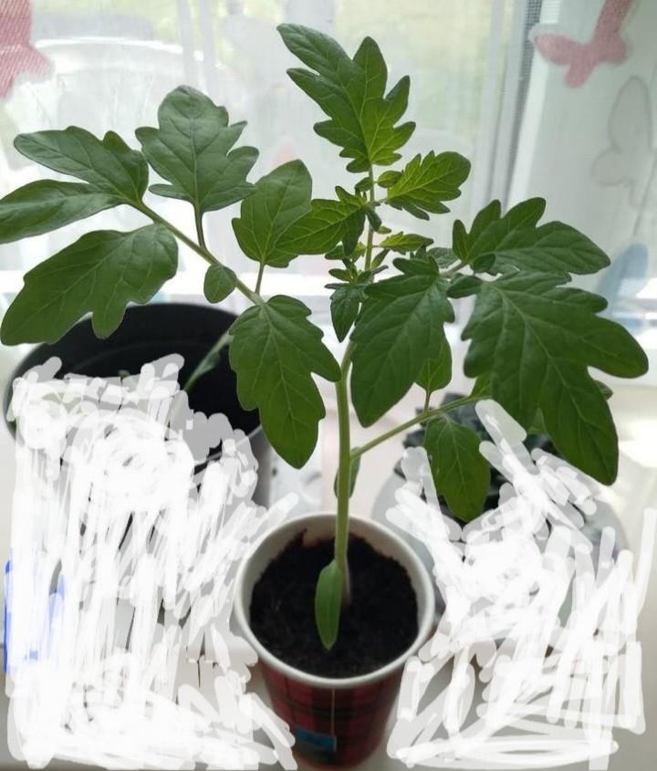 Tomaten planten, Ophalen, Eenjarig, Groenteplanten, Volle zon