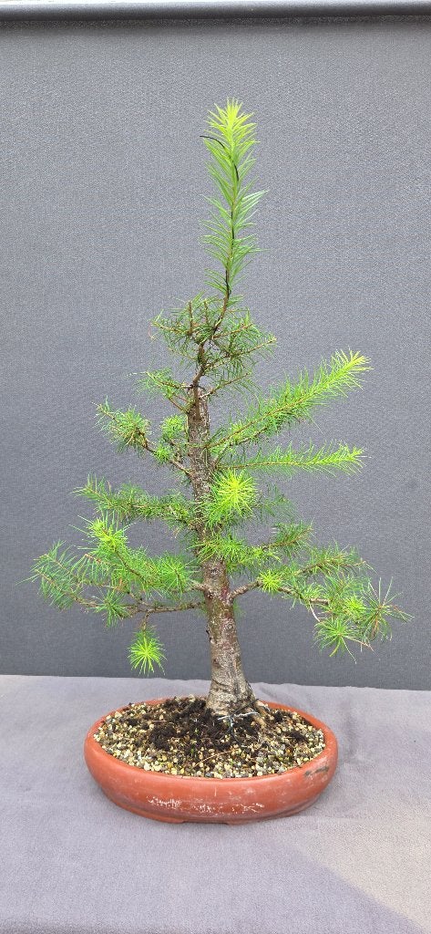 Bonsai Larix Kaempferi (Japanse Larix), Tuin en Terras, In pot, Bloeit niet, Halfschaduw, Minder dan 100 cm