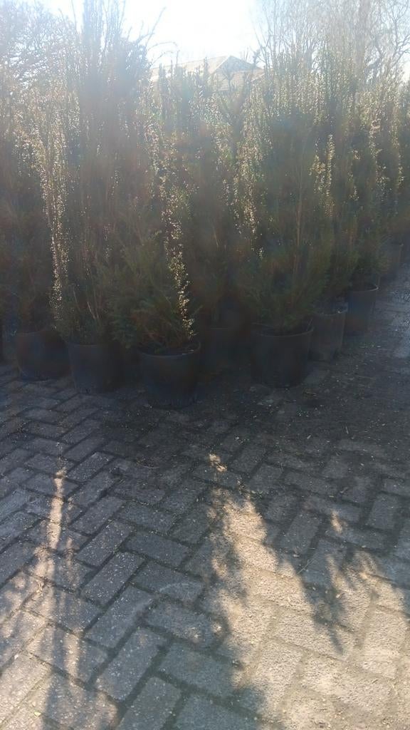Taxus Baccata 100 tot 160 cm, Ophalen, Bloeit niet, Overige soorten, Volle zon