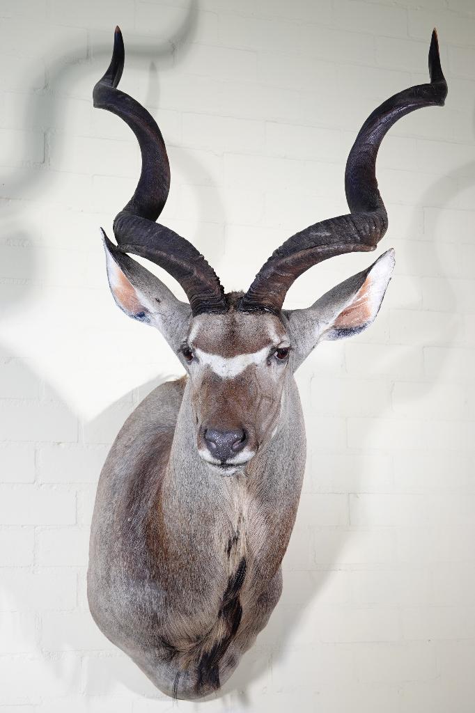 opgezette kudu taxidermy opgezette africa, Verzamelen, Dierenverzamelingen, Ophalen, Zo goed als nieuw, Hert, Gewei of Kop