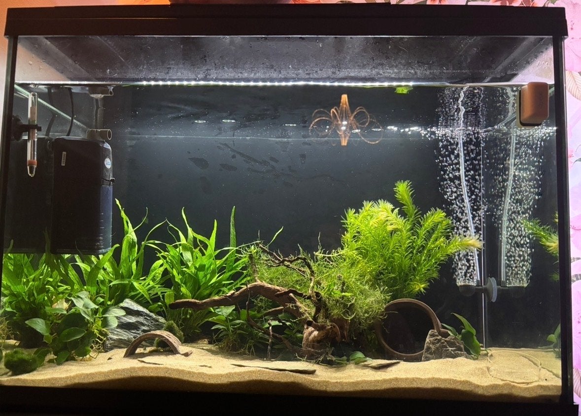 Superfish start 100 met verlichting,filter en folie., Ophalen, Pomp, Verlichting of Verwarming, Zo goed als nieuw
