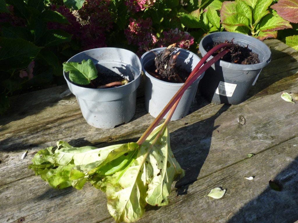 rabarber roodsteel /champagne, Tuin en Terras, Ophalen, Vaste plant, Overige soorten, Volle zon
