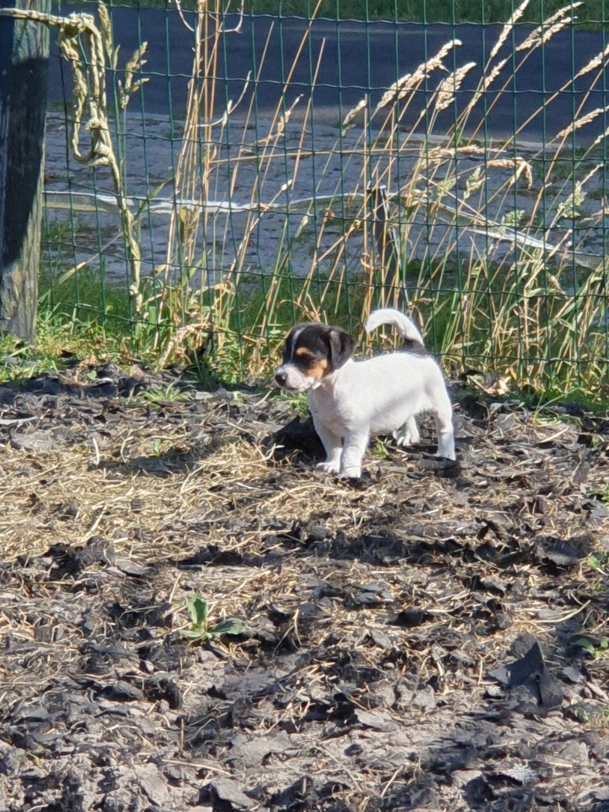 Knappe zuiver gefokte JACK RUSSELTJES. zoeken fijn tehuis, Parvo, 8 tot 15 weken, Meerdere, Meerdere dieren