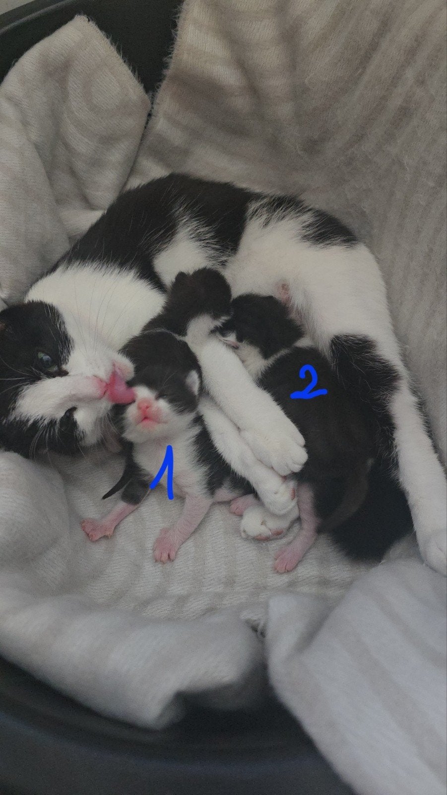 2 lieve katertjes zoeken een nieuw huisje😻😻, Dieren en Toebehoren, Kater