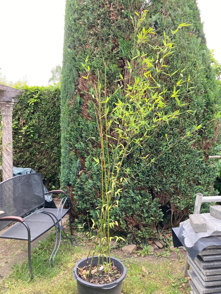 Groene en zwarte Bamboe (zonder pot), Tuin en Terras, Vaste plant, Bloeit niet, Halfschaduw, Ophalen