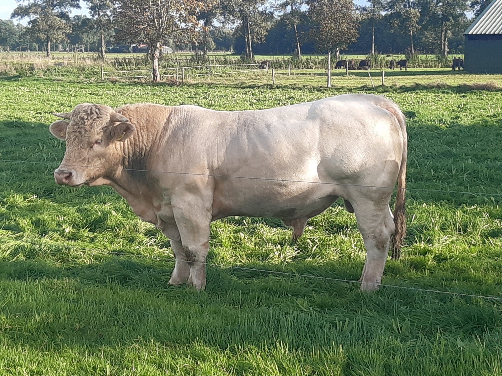 Charolais dekstier, Dieren en Toebehoren, Mannelijk