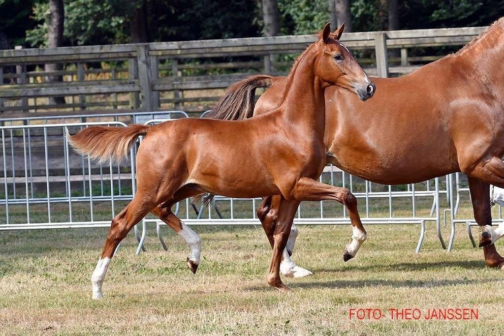 Zeer mak Gelders hengstveulen, Dieren en Toebehoren, Minder dan 160 cm, Met stamboom, Niet van toepassing, Dressuurpaard