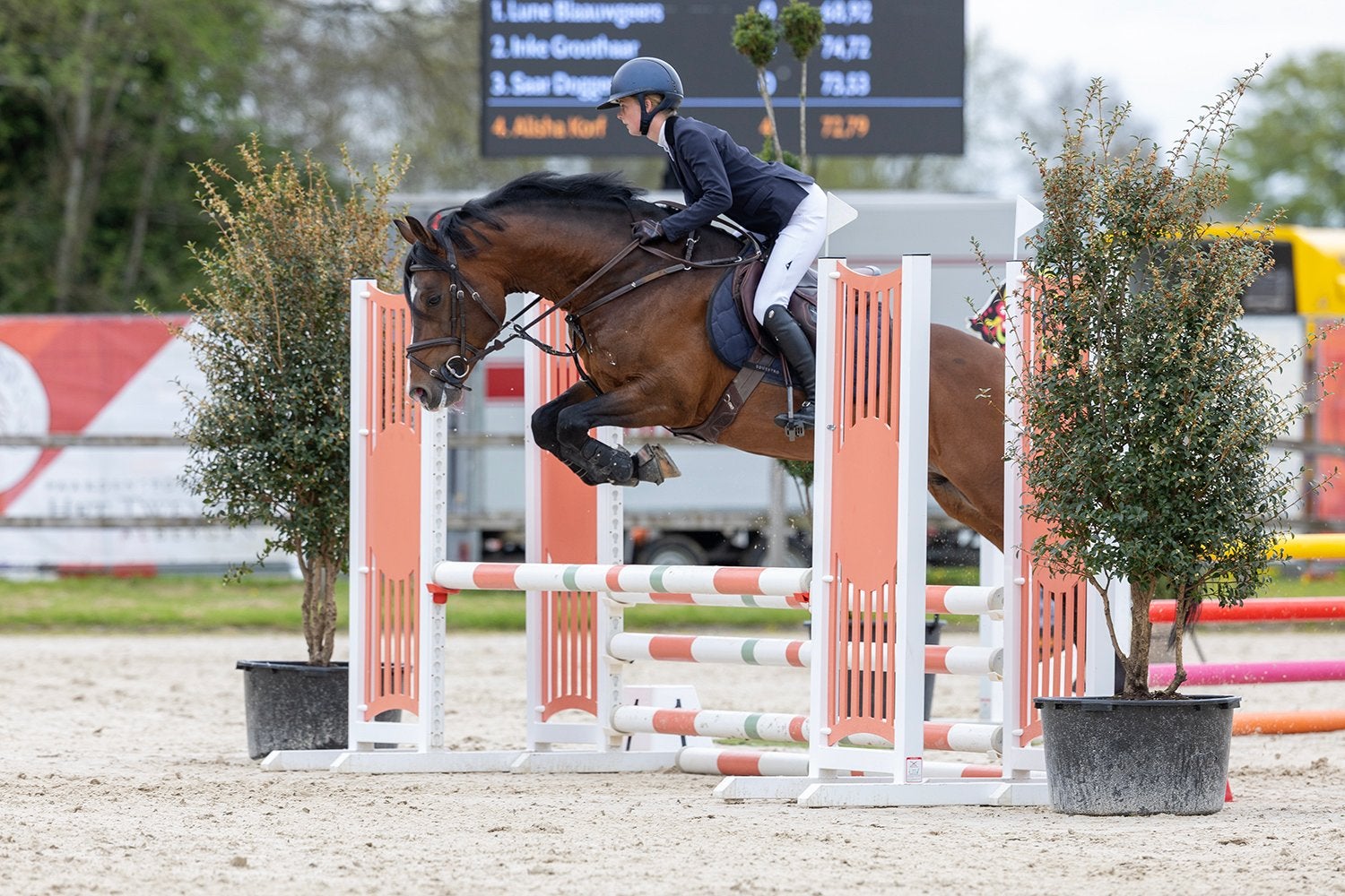 All round New Forest pony te koop, Met stamboom, Ruin, Springpony, L