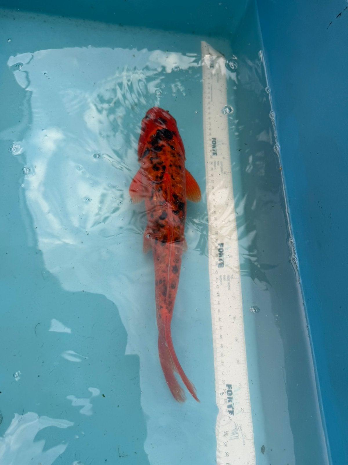 Aka Bekko koi, Karper of Koi