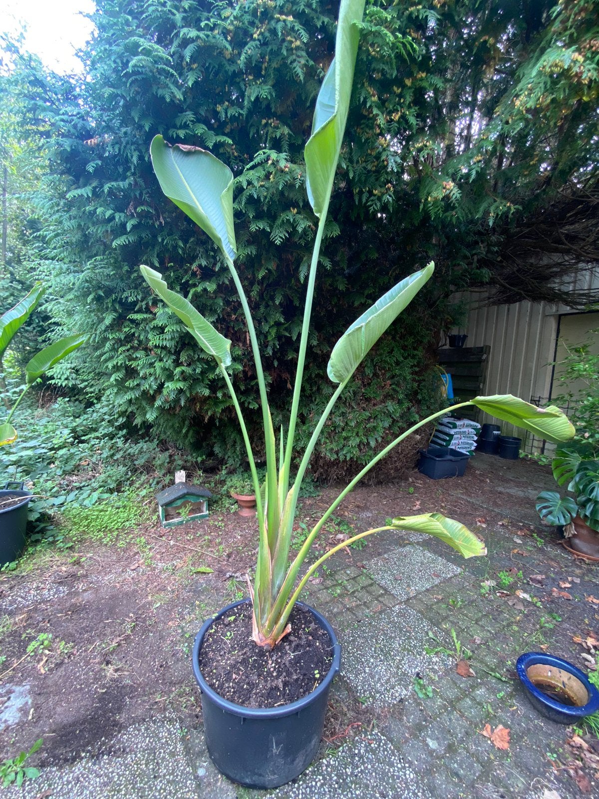 Paradijsvogel plant Strelitzia 240 cm, Ophalen, Overige soorten, Volle zon