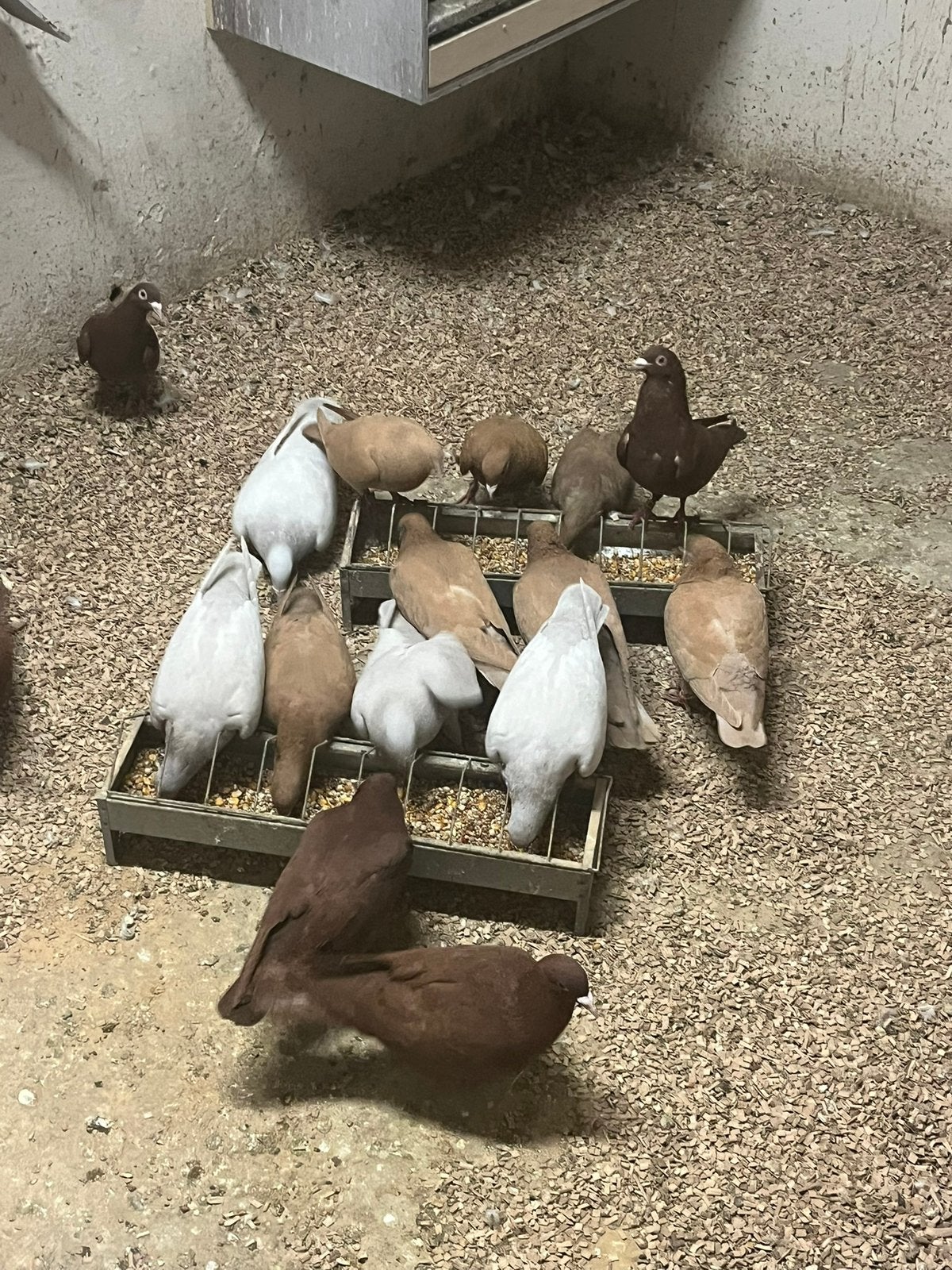 Kleurpostduiven te koop, Dieren en Toebehoren, Vogels | Overige Vogels, Meerdere dieren