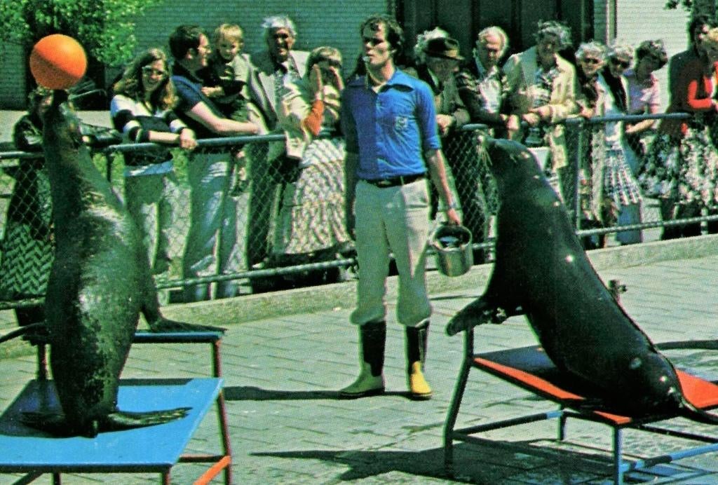 801472 Harderwijk 1978 Dolfinarium Robarium  Onbeschreven, Ophalen of Verzenden, 1960 tot 1980, Ongelopen, Gelderland
