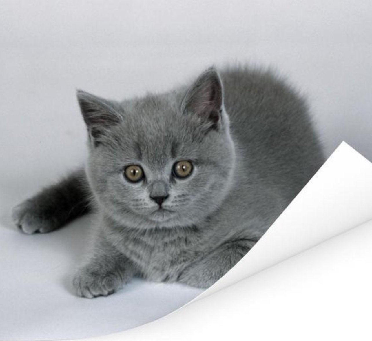 Britse korthaar kitten, Poes, Ontwormd, 0 tot 2 jaar